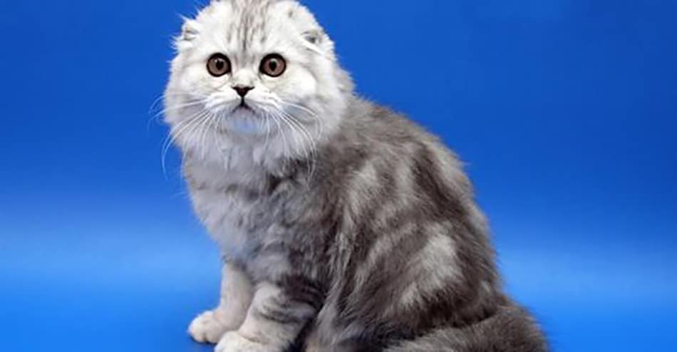 Всемирный день кошек 8 августа