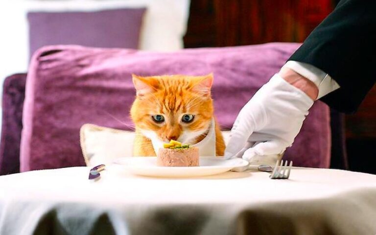 Кошачий рацион: что нужно знать?