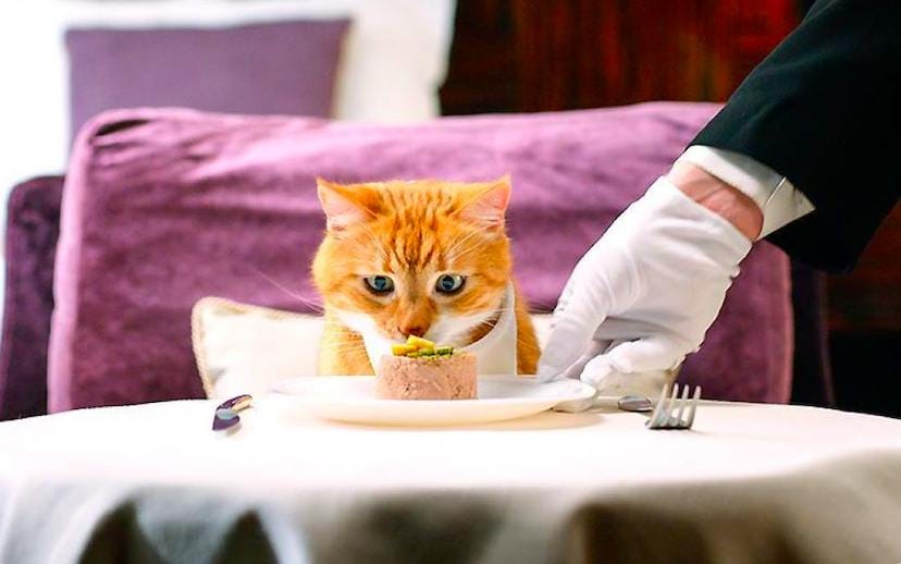 Кошачий рацион: что нужно знать? Кошачий рацион: что нужно знать?